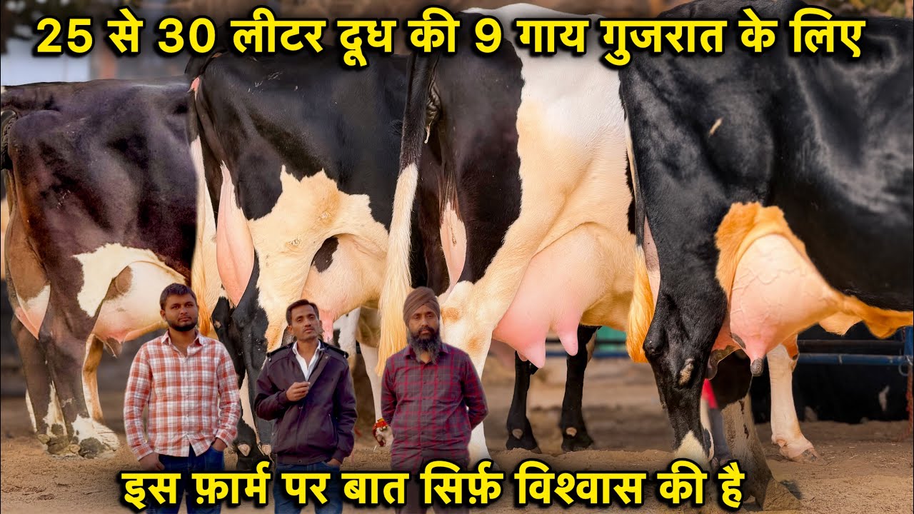 25 से 30 लीटर तक दूध की 9 गाय गुजरात  के लिए👍गंगानगर की टॉप ब्रीड👌High Milking HF & Cross Breed Cows