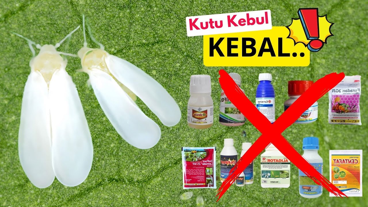 KUTU KEBUL KEBAL !!!  JANGAN GUNAKAN 18 JENIS INSEKTISIDA INI - UPDATE JULI 2024