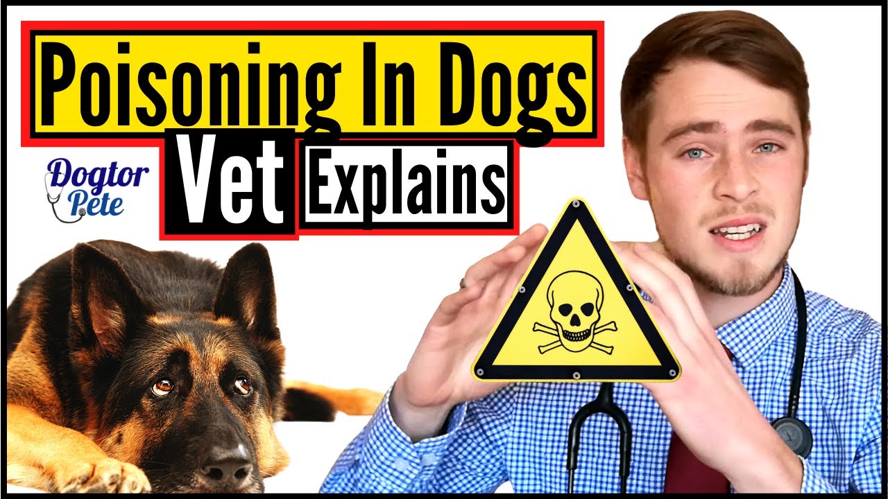 Как лечить отравленную собаку | Ветеринар объясняет | Dogtor Pete
