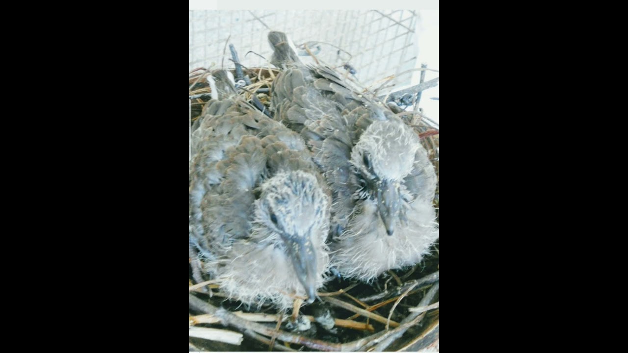 chim cu non gọi mẹ, d&ugrave;ng loa mồi kh&ocirc;ng tạp &acirc;m