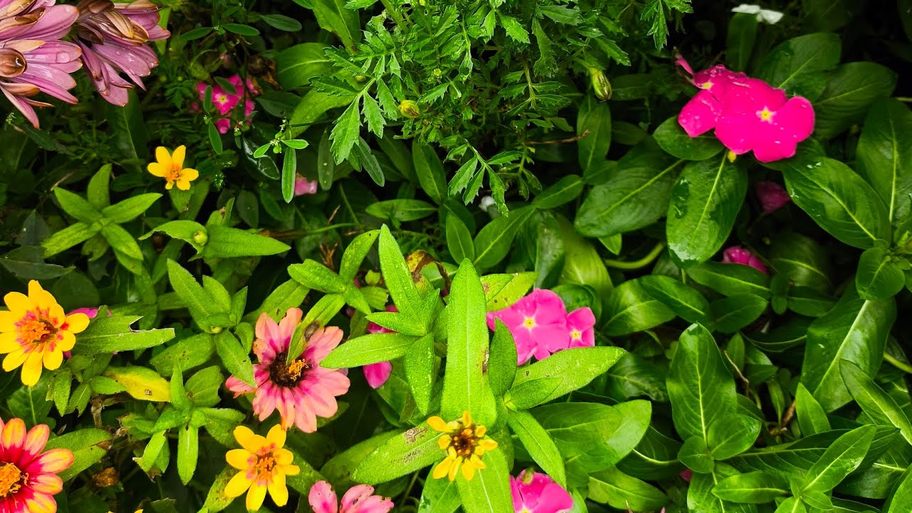 Uma explosão de flores coloridas encantado nossos olhos 🪻🌺☀️