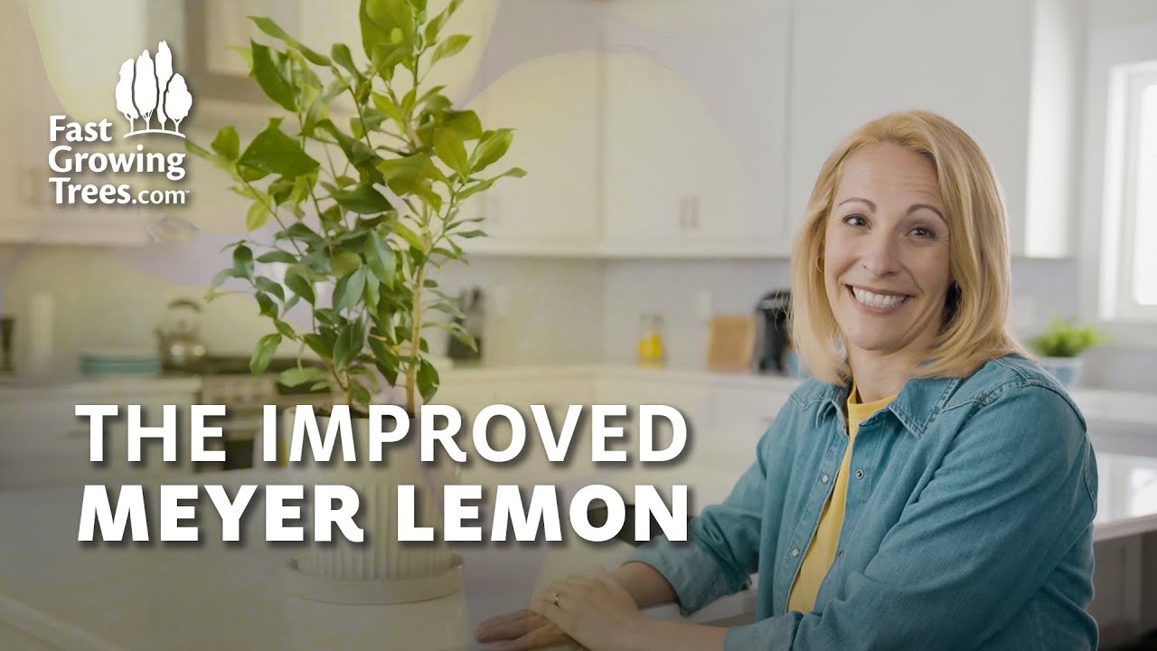The Improved Meyer Lemon Tree | Fast Growing Trees