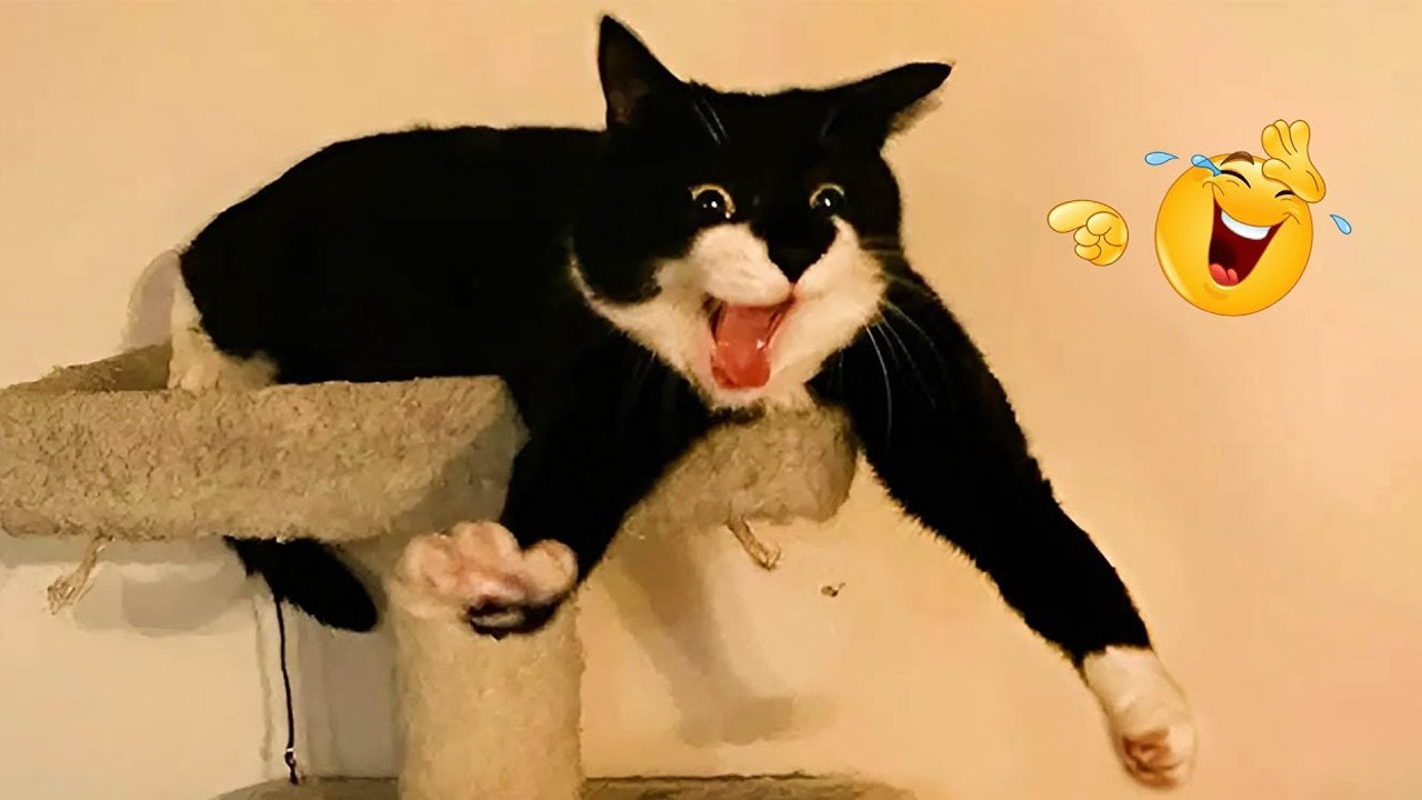 The FUNNIEST Cat Moments Ever 😂 Hilarious Cat Compilation 2026
