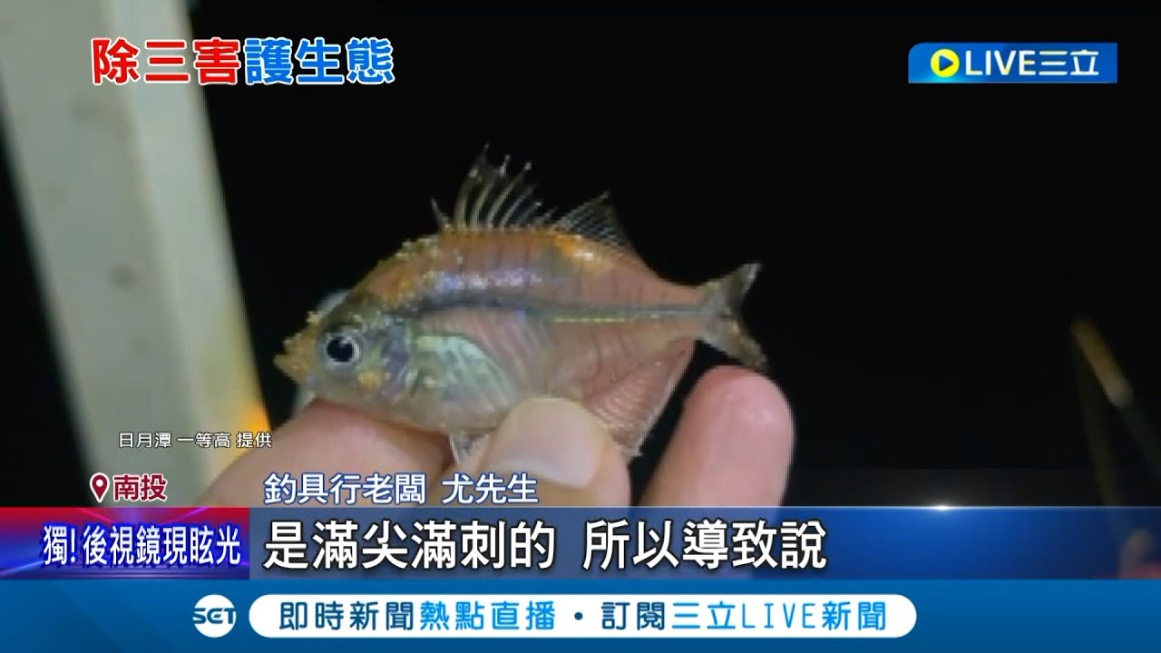 又出現新的外來種! 魚虎.紅魔鬼之外 日月潭第三害出現 玻璃魚入侵破壞生態 │記者 吳崑榆│【LIVE大現場】20221205│三立新聞台
