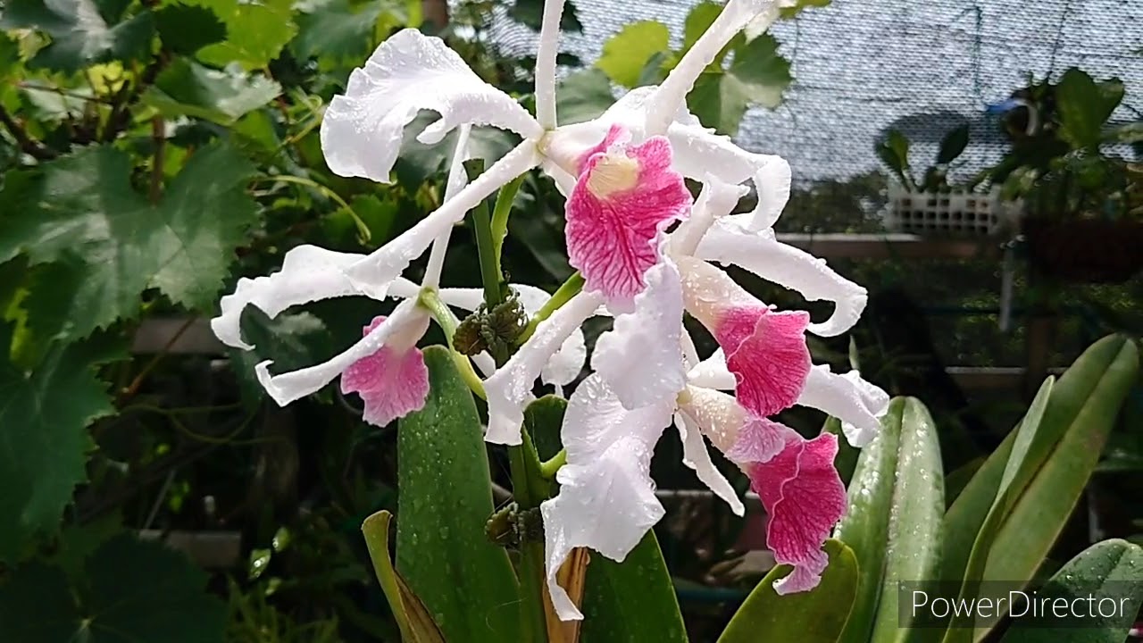 Cattleya purpurata var. carnea