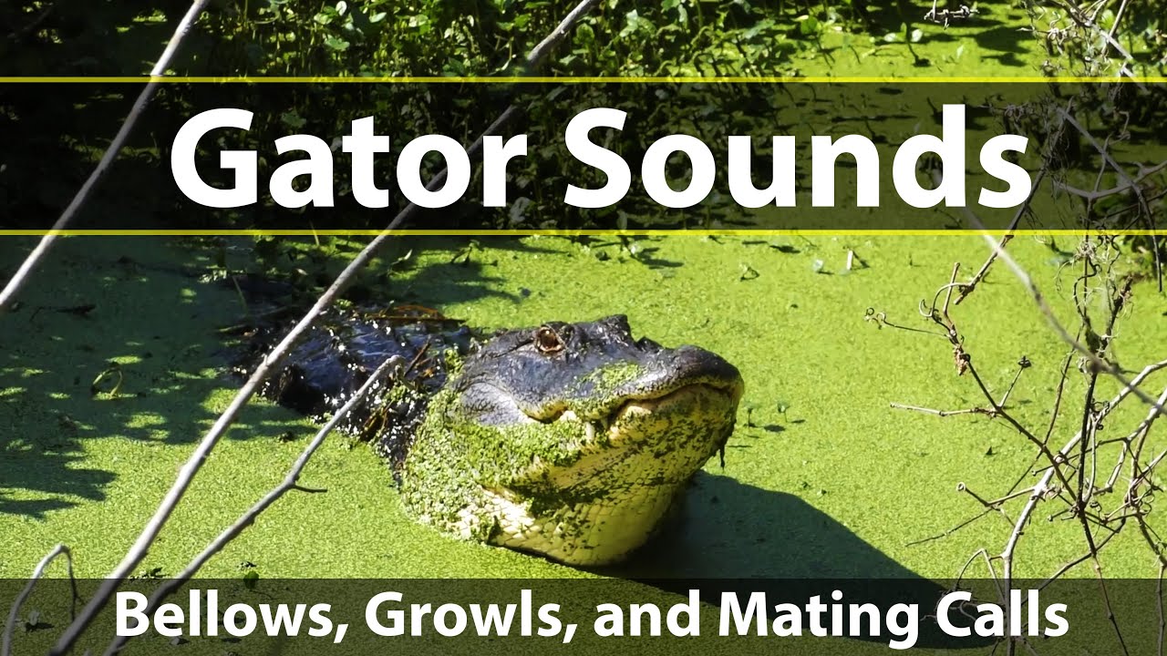 Alligator Sounds: See Gator Bellows, Grunts, and Mating Growls. (Watch the Water Jump on His Back!)
