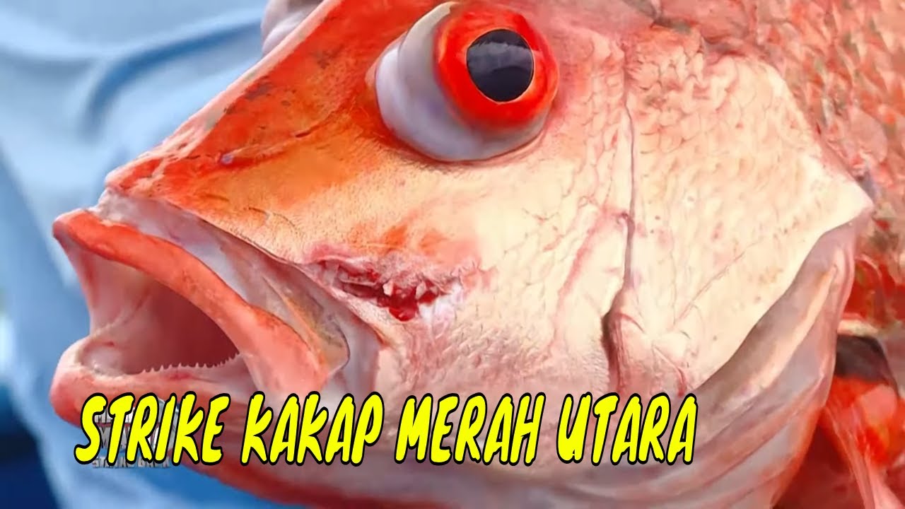 Battle Fishing di Spot Papuma, Jember | MANCING MANIA STRIKE BACK (02/06/24) Part 1