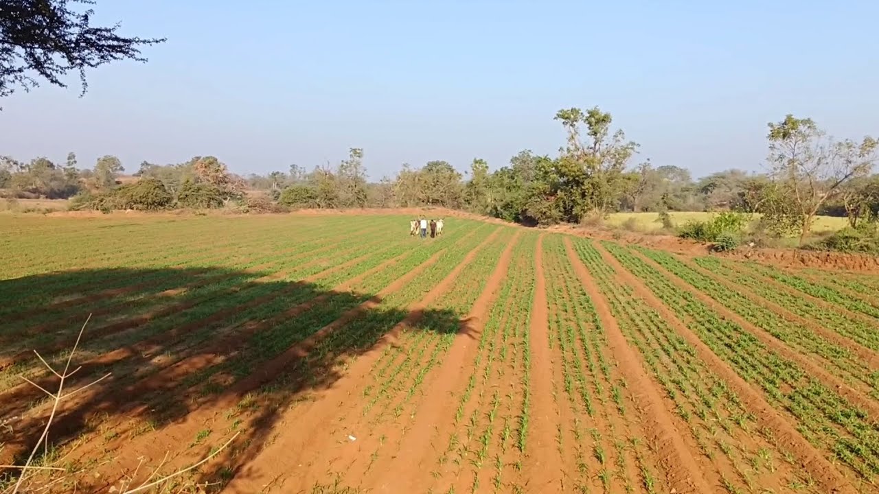 Nature of village...#village#nature #daly #farming #khedut #farmar #birds #tractor #ox 