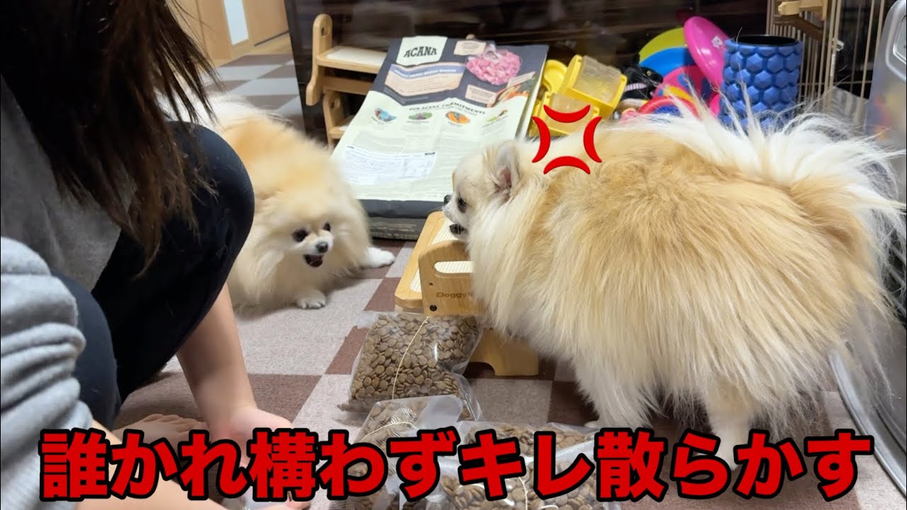 今日も相変わらずみんなにキレまくるポメラニアンのクララ