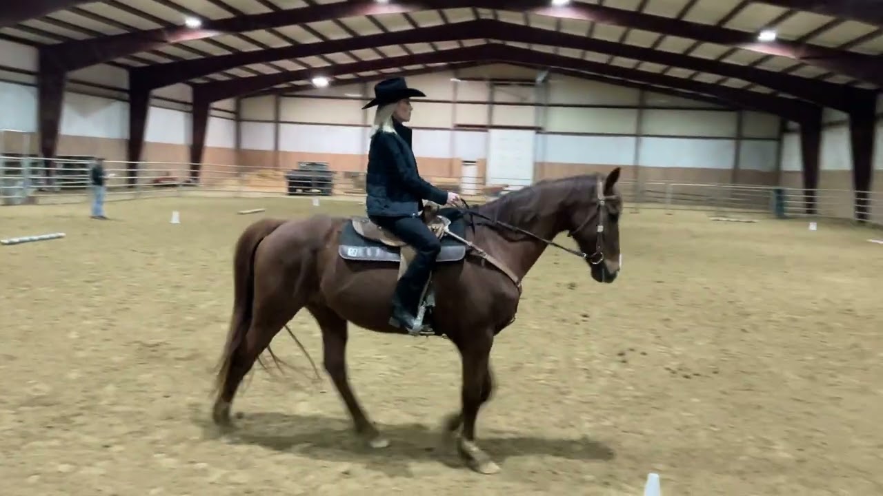 🐴✨ Western Dressage Intro Level Test 1 (2022) | Henry the Warmblood ✨🐴