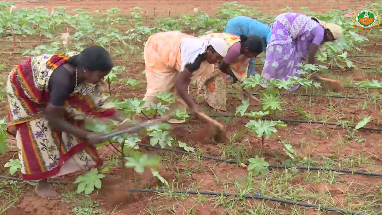 Weed management in Castor