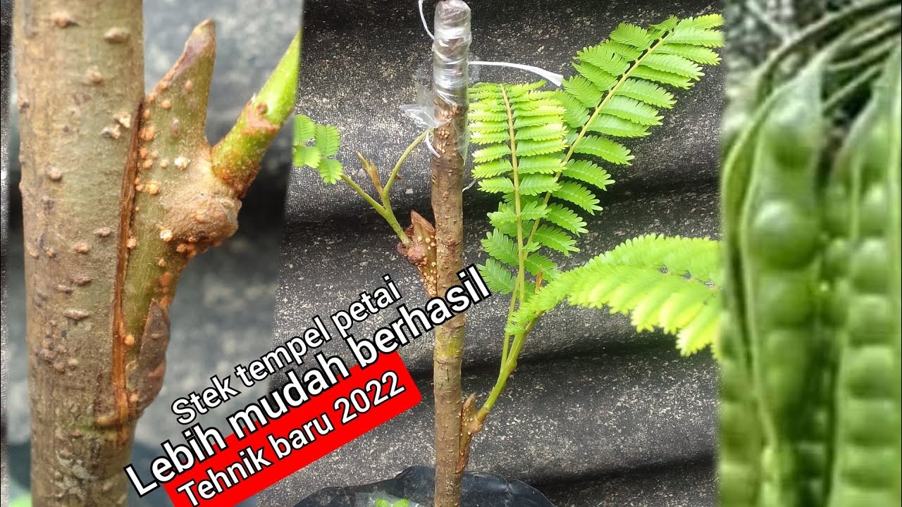 penemuan baru STEK tempel petai, dengan cara ini lebih mudah berhasil