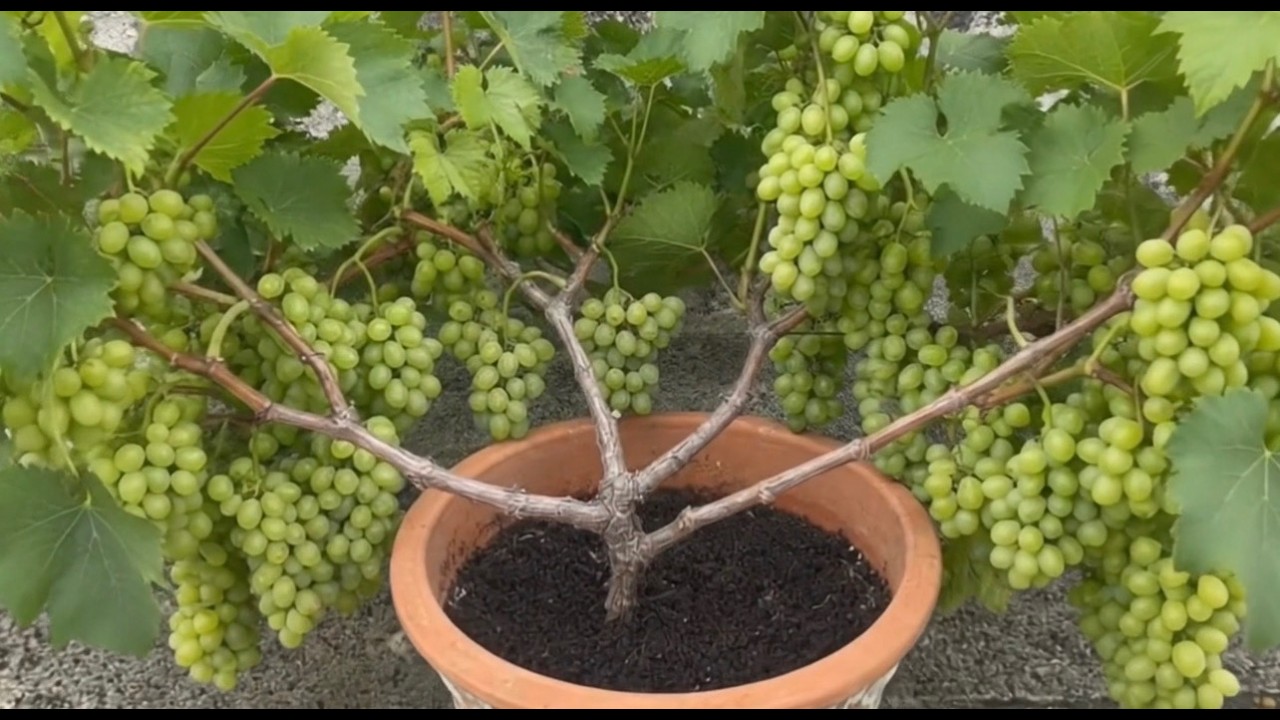🍇 Grow Grapes at Home Easily – Step-by-Step Garden Tutorial
