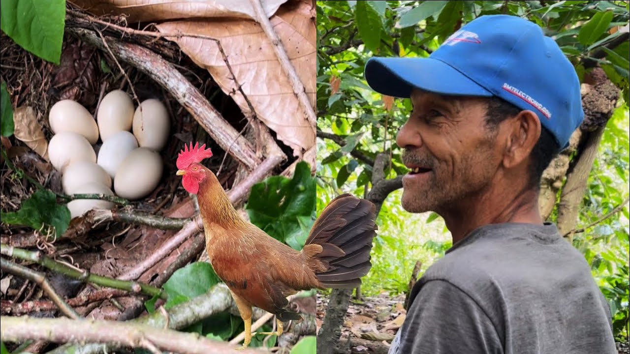 Buscando una gallina echada en el criadero del señor don Ramón 