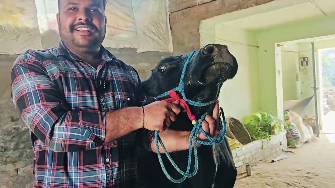 ਤੋਕੜ ਗੱਬਣ ਬੂਰੀ ਮੱਝ ਪਿੱਛੇ ਕੱਟੀ ਵਿਕਾਊ।