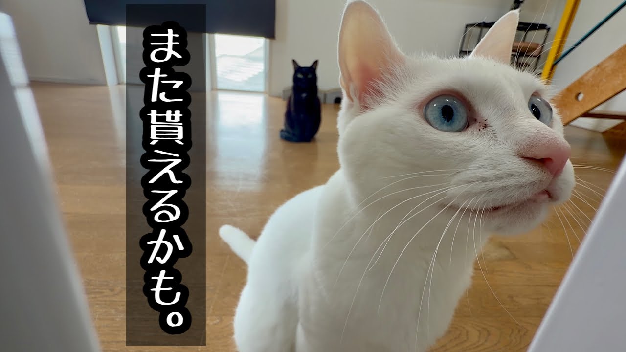 チッッダメか・・ウン◯しよ【白黒猫とおやつ】