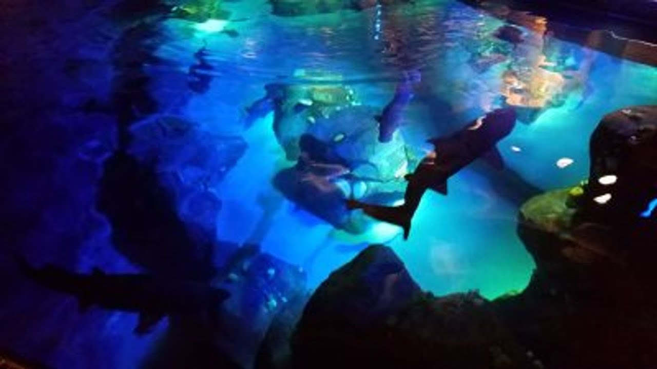 Go behind-the-scenes at the shark exhibit at New York Aquarium in Coney Island