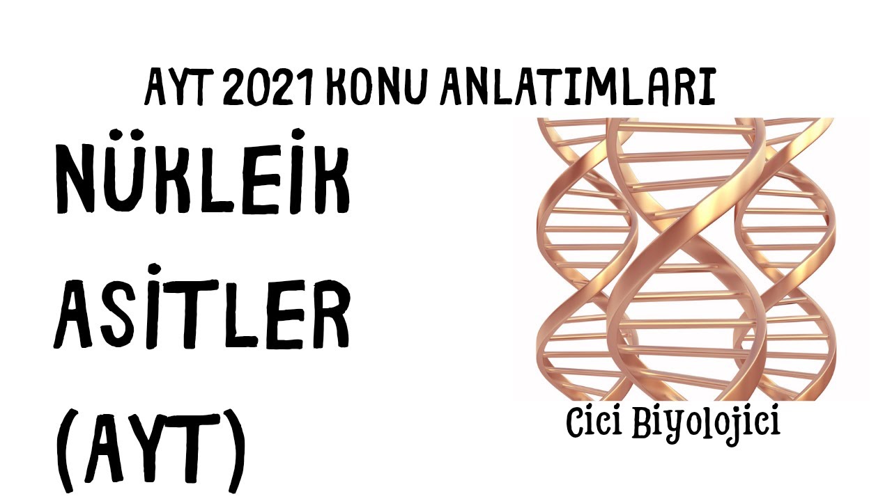 Nükleik Asitler (AYT)