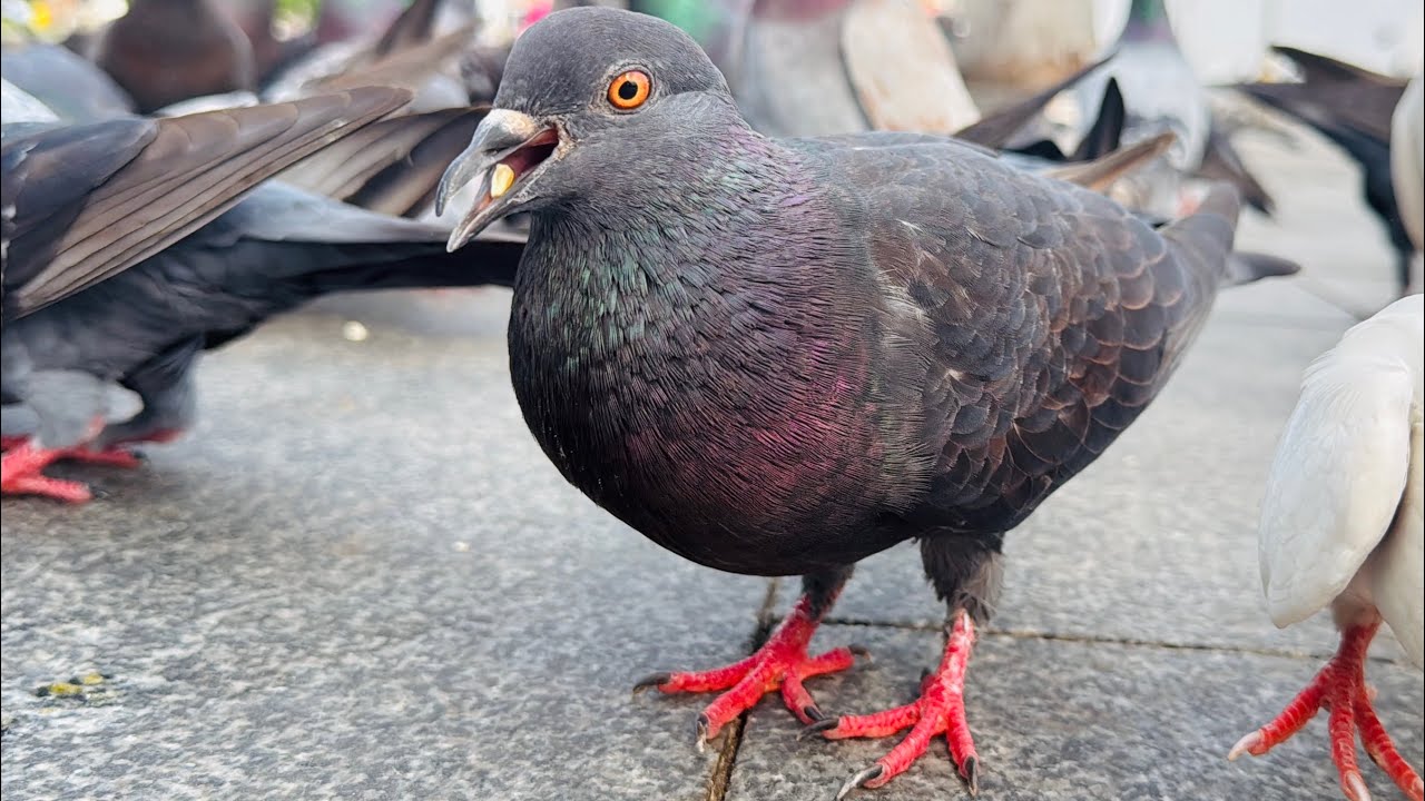 Pigeons are clean, clean, don't just peck at food.