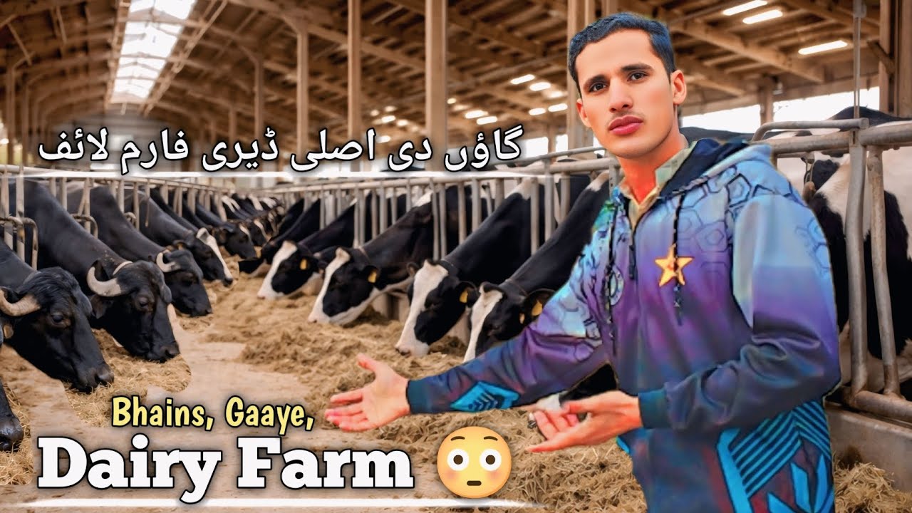 Asal Dairy Farm Life Dikhaen Ge 🐄🐃|Usman Bhai Vlogs