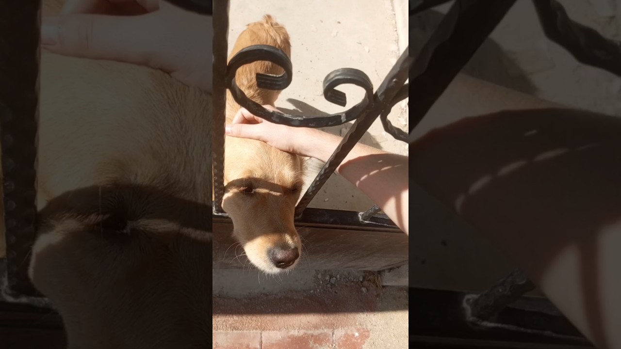 K&ouml;pek Sever Misin? #shorts #keşfet #k&ouml;pek