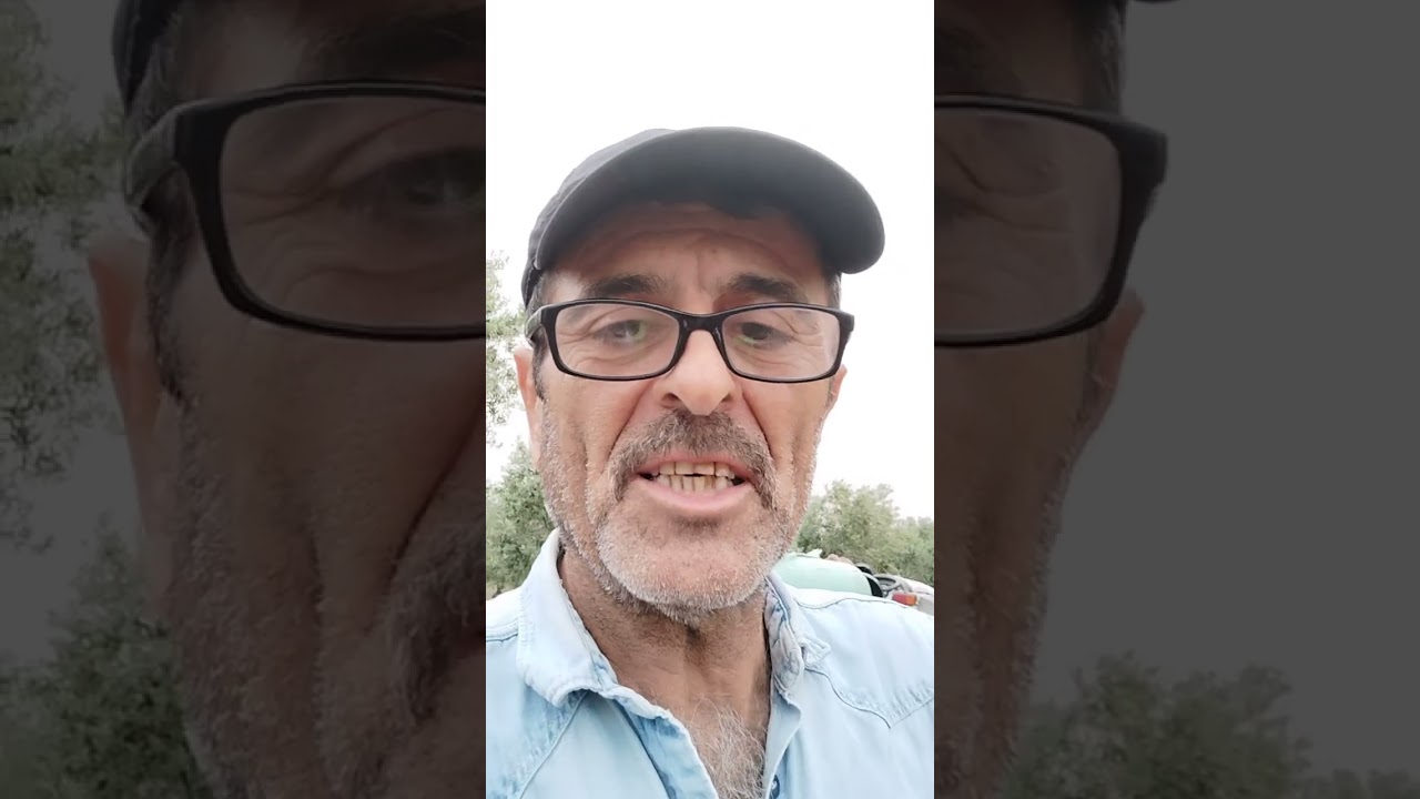 zeytinde çiçek öncesi bakım pamuklu bitle mucadele