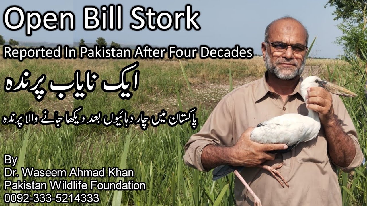 Open Bill Stork First Time Spotted in Pakistan | Pakistan Main Pehli Martaba Nazar Anay Wala Parinda