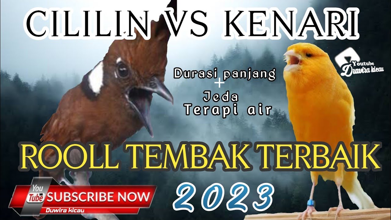 1 JAM MASTERAN BURUNG || CILILIN VS KENARI SUARA JERNIH, PLUS JEDA TERAPI AIR!!