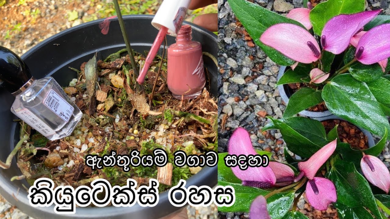 ඇන්තූරියම් පැලයක් නිවරදිව කට් කර සිටුවන්න රහස් ක්‍රමයක්. Let's cut and plant an anthurium plant.