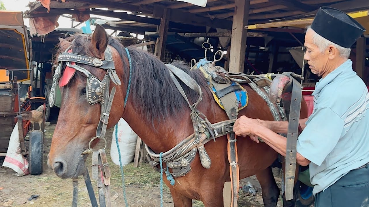 PERSIAPAN PEMASANGAN KUDA SEBELUM KE PANGKALAN TANAH KUSIR - KUDA DELMAN - KUDA - KUDA COKLAT