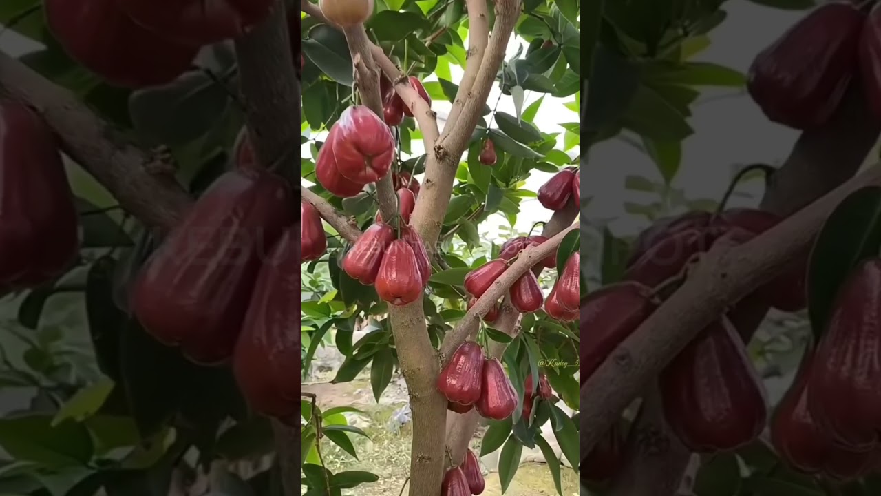 Jambu air citra sangat manis #jambucitra #buahbuahan