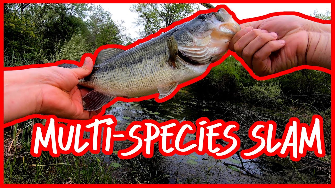 Multispecies Fishing | Mule Fishing Donkey Tail Jr and Wacky Rig