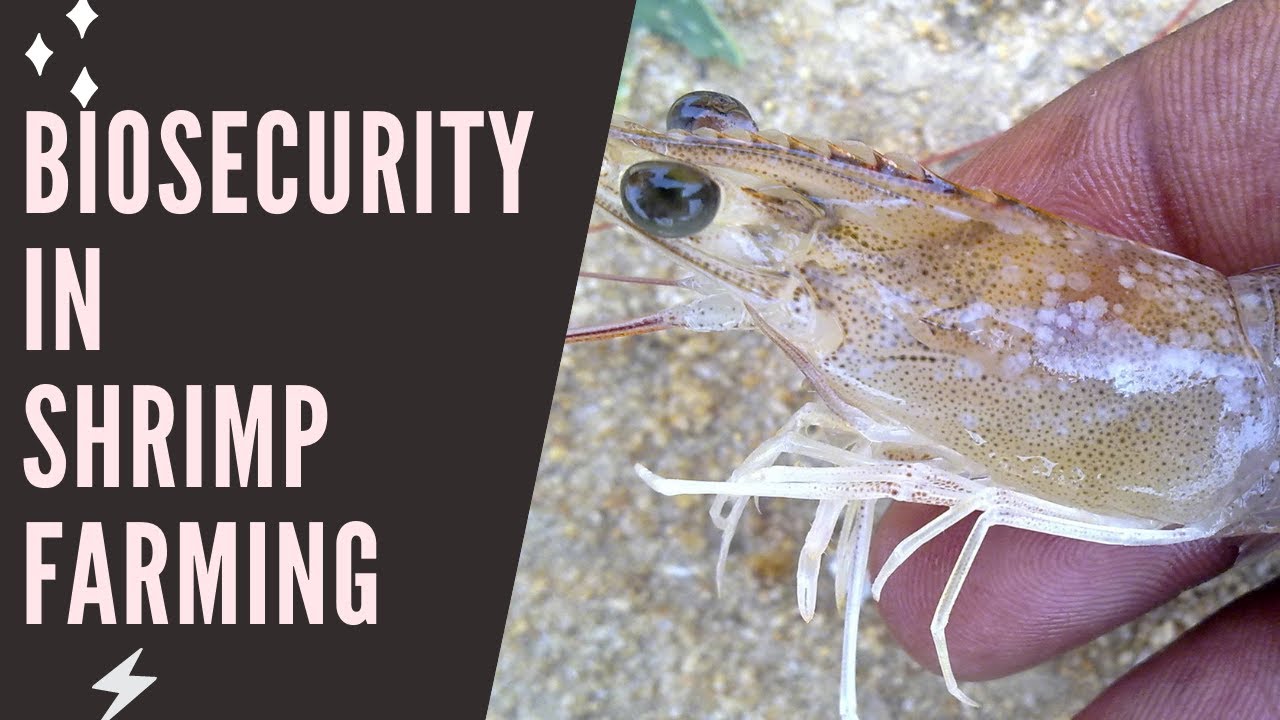 Biosecurity To Control WSSV In Shrimp Farming (Telugu)