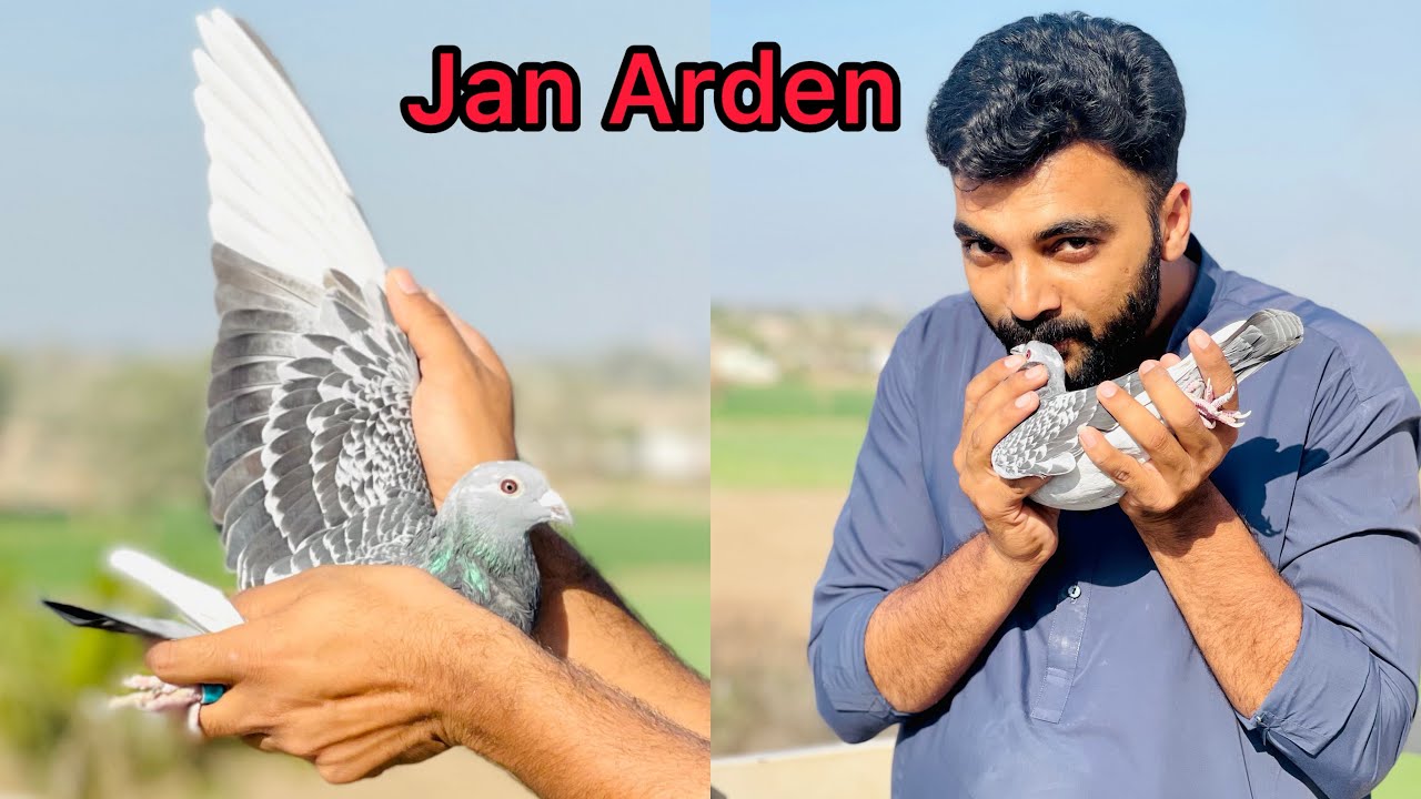 Jan Arden Bloodline kya lOng distance Racing Pigeons hain??
