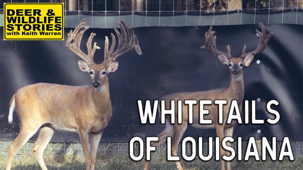 Whitetails of Louisiana | Deer & Wildlife Stories | Deer Farming