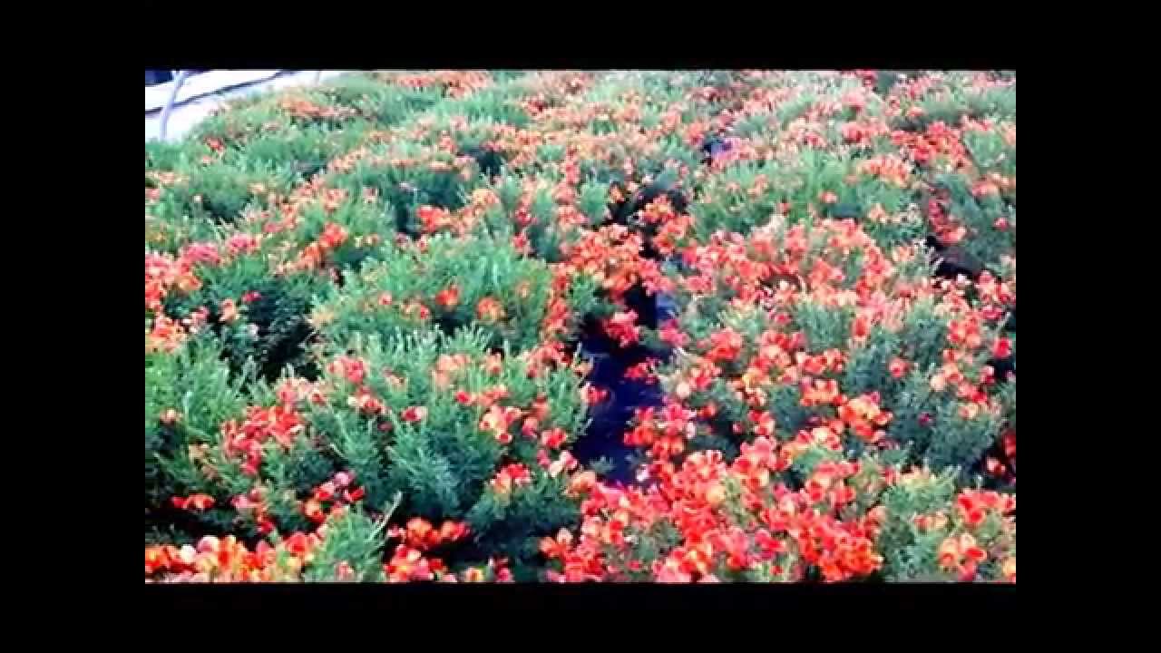 Best Garden Shrubs - Cytisus Lena (Scotch Broom)