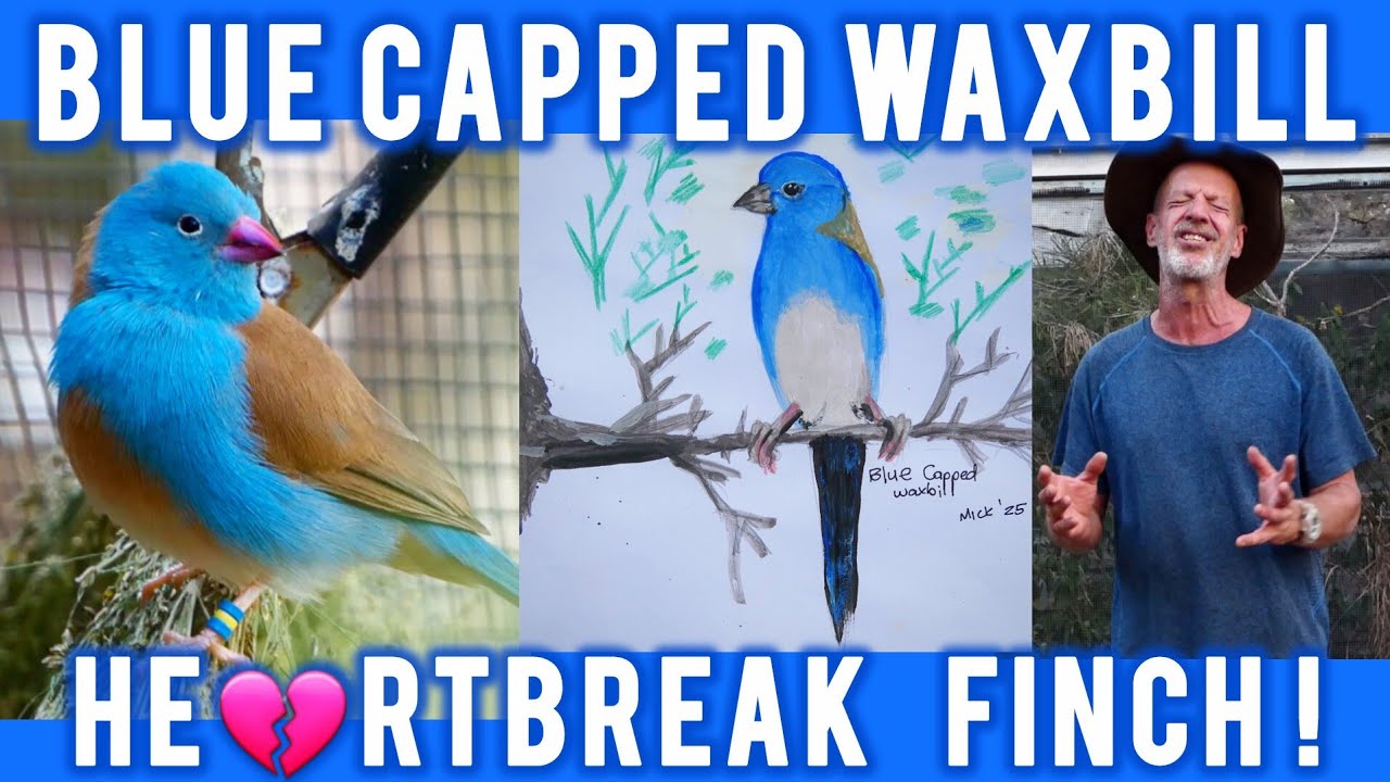Blue Capped Cordon-bleu: Keeping & Breeding the magical African Waxbill.