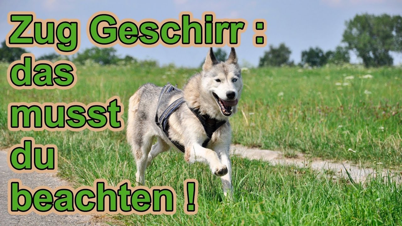 Hundegeschirr , was ist wichtig ? / Zuggeschirr Hund / Zughundesport / Hundetraining / Nature Trails