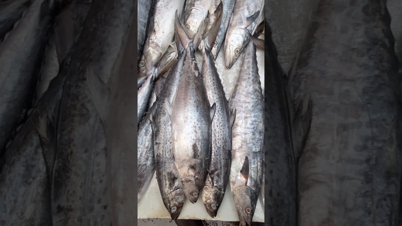 सुरमई मासा Seer Fish or also known as Indo Pacific King Mackerel Fish