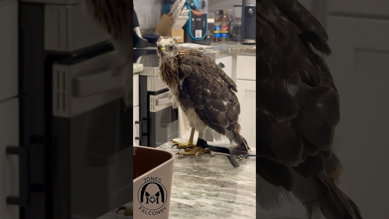 Making Hot Dog&rsquo;s anklets and jesses while he hangs out and keeps watch! #hotdogthecoopershawk