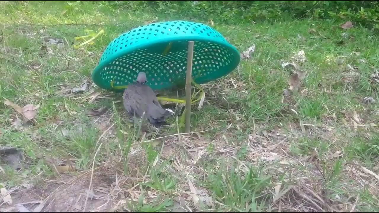 Awesome Quick Bird Trap - The Best Bird Trap Easy Best Bird Traps