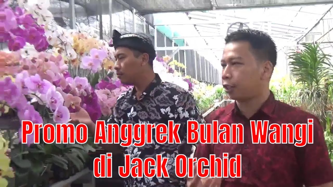 Promo Anggrek Bulan Wangi di Jack Orchid