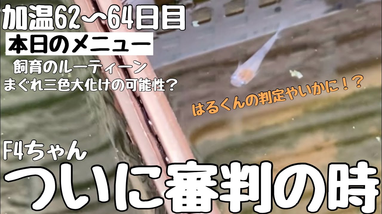 【選外坂出&まぐれ三色】この子選別しました
