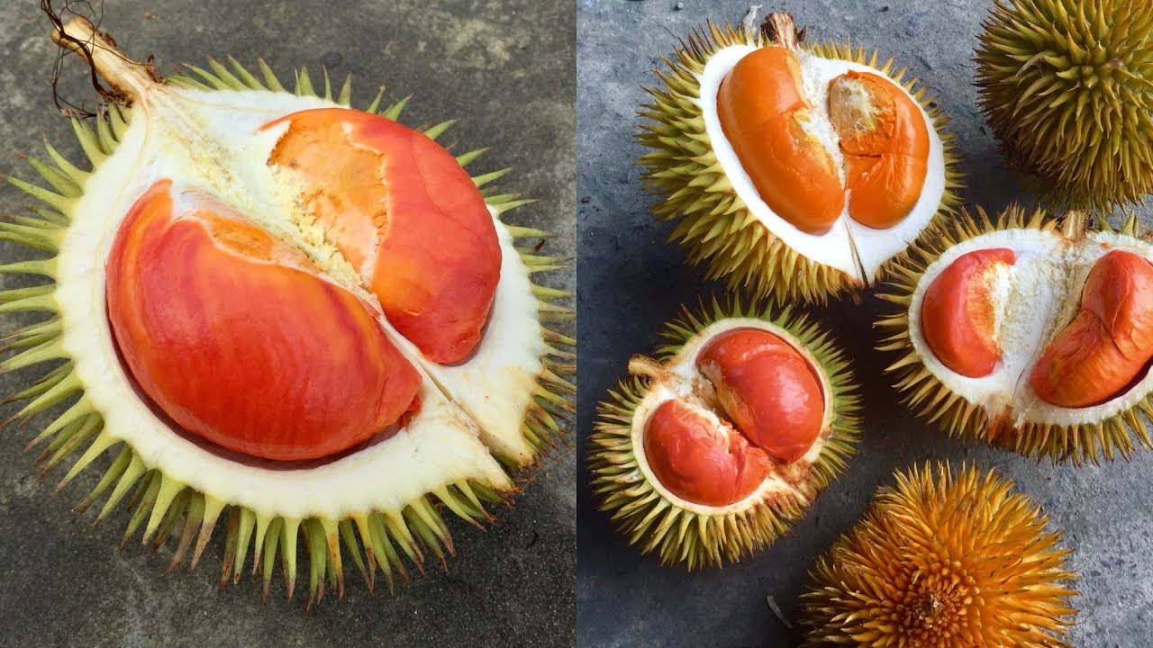 HAVE YOU EVER SEEN A RAINBOW DURIAN?