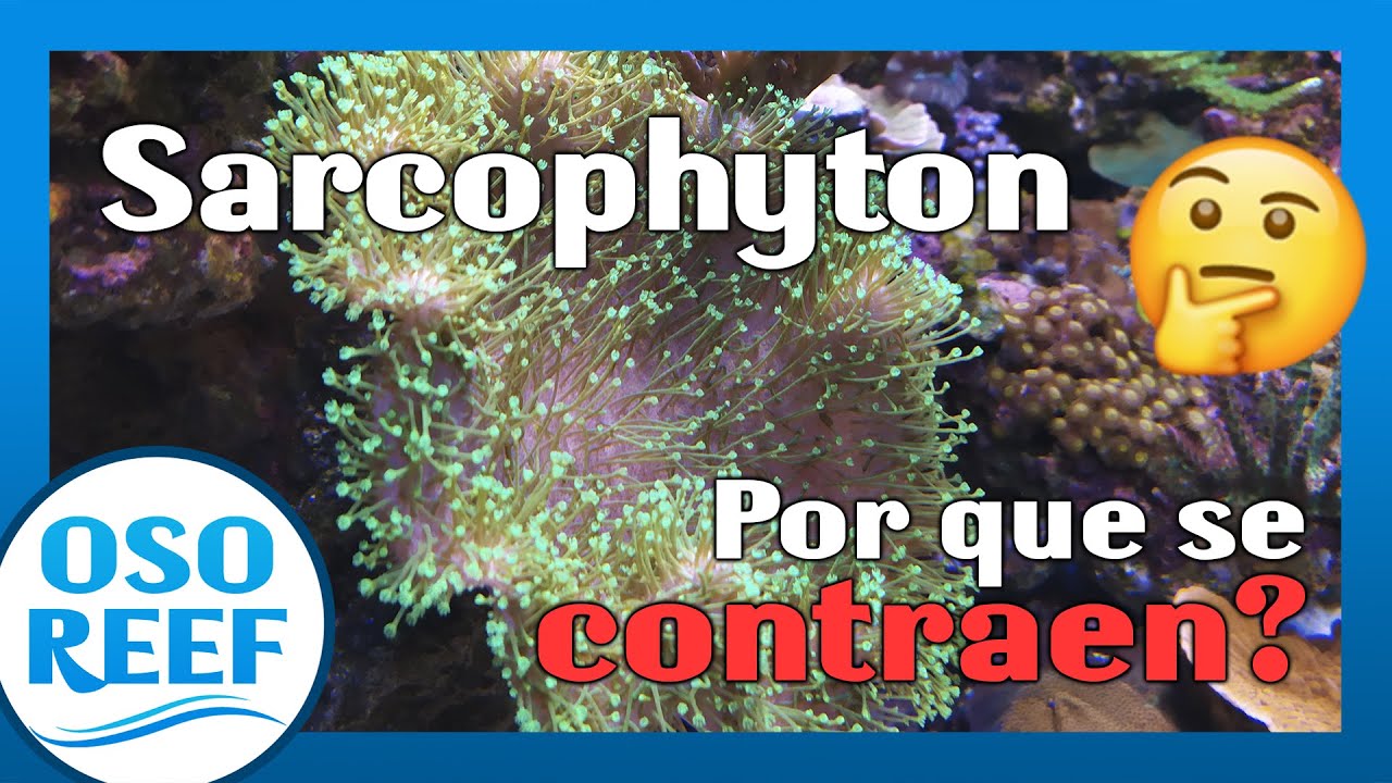 5 Razones por las que se contraen los sarcohyton?