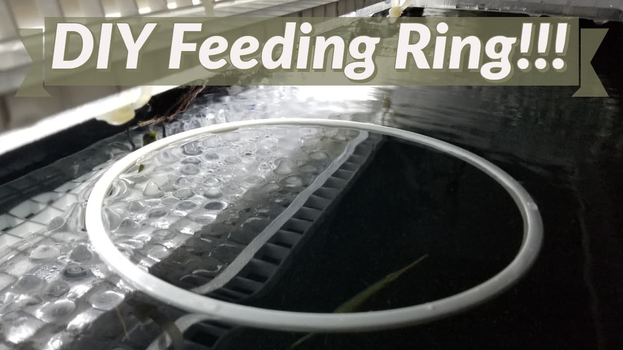 DIY Aquarium Feeding Ring! Simple and Cost Effective!!
