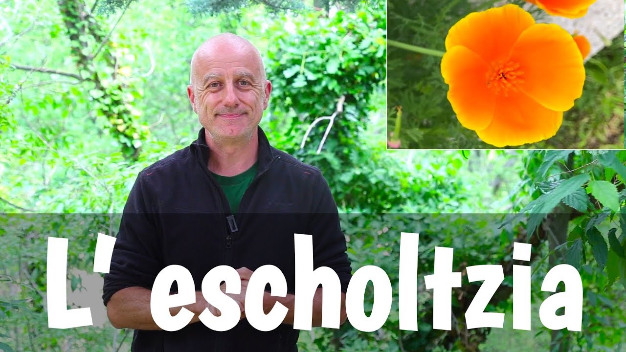 Escholtzia