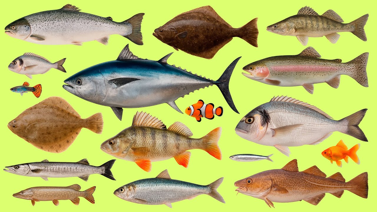 Daily English Words: 25 Fish Names | Vocabulary Practice with Audio 🐟