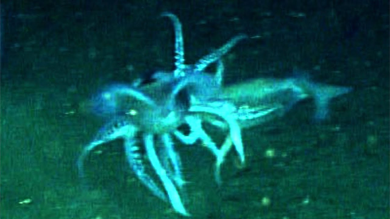 7 Alien-Like Squids Encountered by ROVs in the Deep Ocean