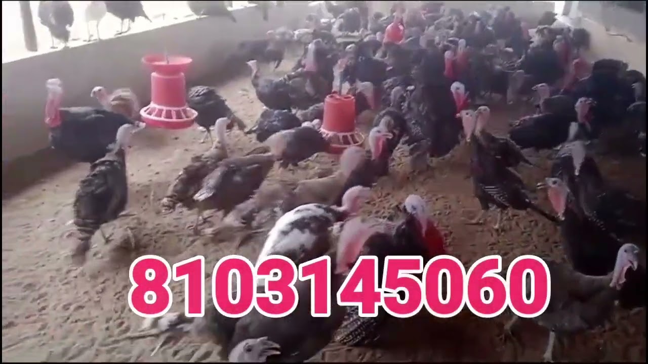 turkey chicks for sale 45 Days old chicks 8103145060 // 500₹ par piece MP.Chhindwada
